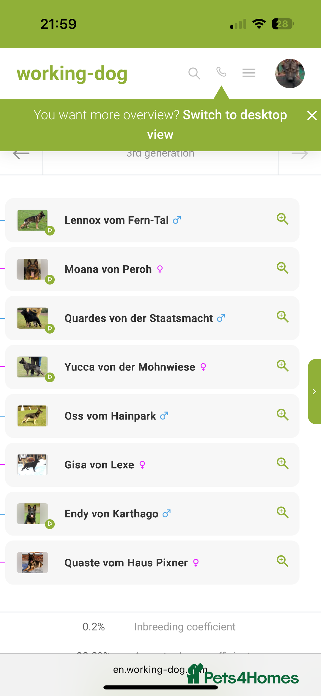 German Shepherd dogs for sale: ELITE WORKING LINE PEDIGREE  - Advert 8