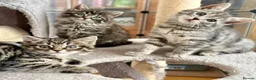 Domestic Shorthair cats for adoption: Kittens (general application to adopt kittens)  - Advert 1