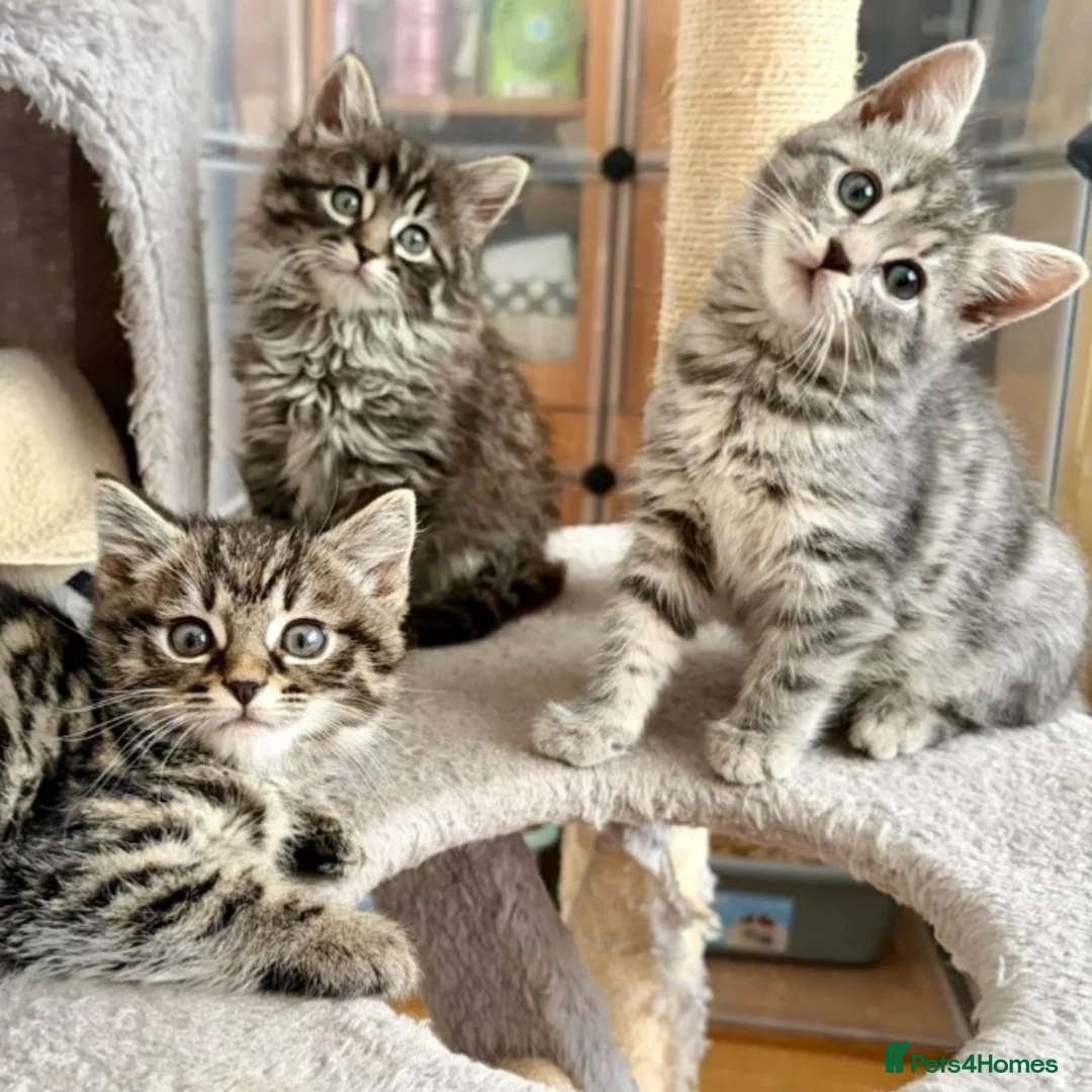 Domestic Shorthair cats for adoption: Kittens (general application to adopt kittens)  - Advert 1