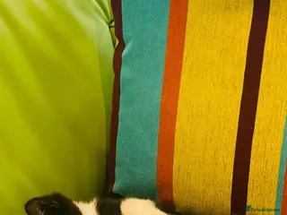 Mixed Breed cats Wonderful, clever, healthy Kittens for sale - Advert 18