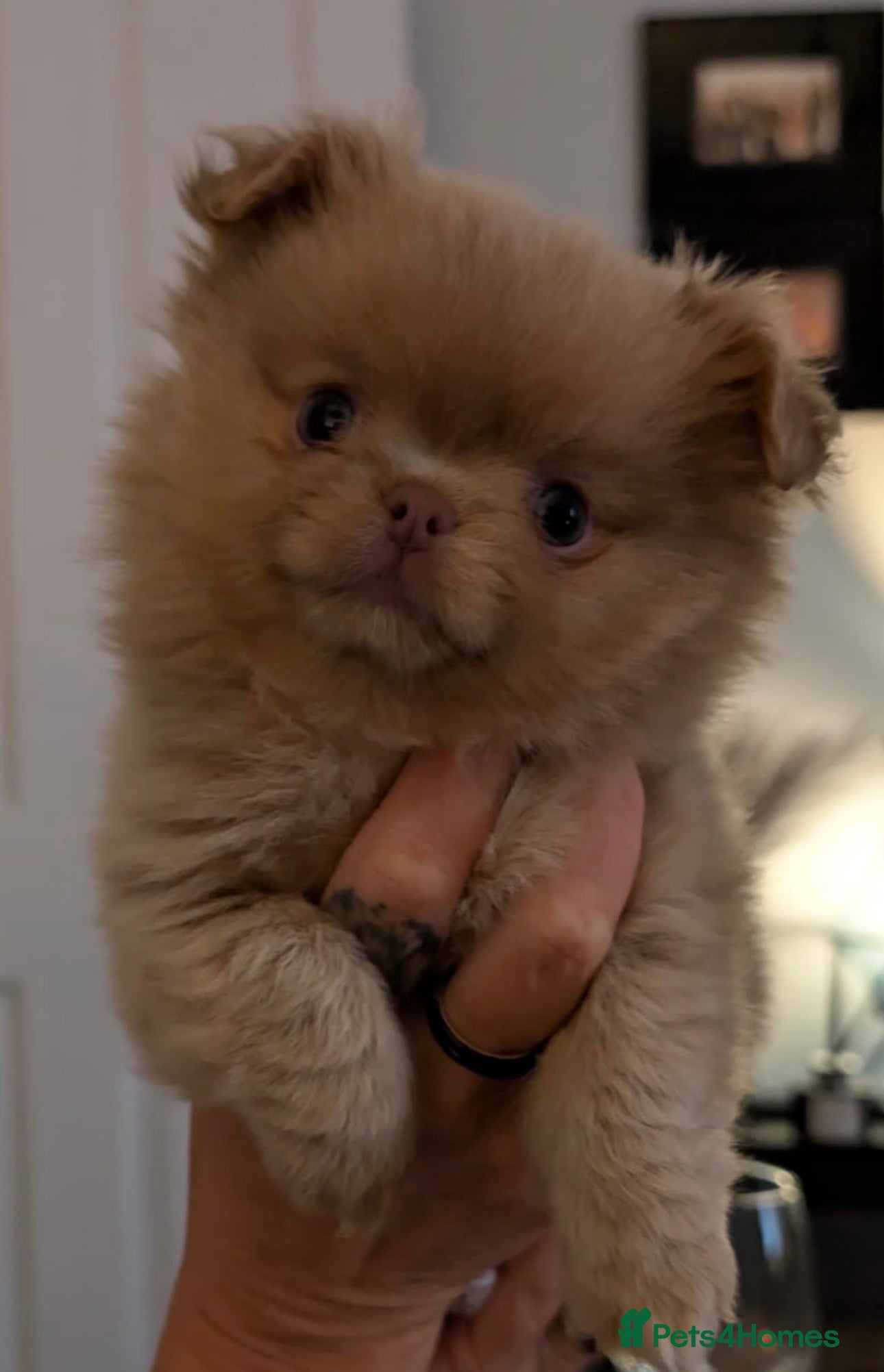 Pomchi dogs 1 x Fluffy Female Pomchi For Sale  - Advert 12