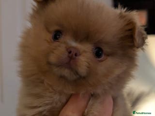 Pomchi dogs 1 x Fluffy Female Pomchi For Sale - Advert 12