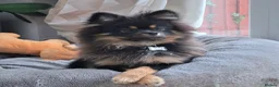 Pomeranian dogs for sale: Beautiful pomeranian pups due in 3wks time in Weston-super-Mare - Advert 5