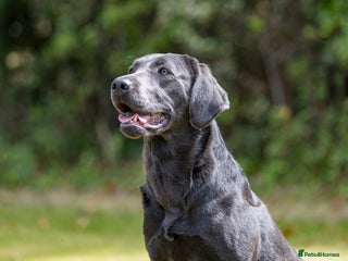 Labrador Retriever dogs Charcoal/silver Labrador puppies - Advert 1