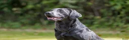 Labrador Retriever dogs for sale: Charcoal/silver Labrador puppies  - Advert 5