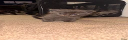 Mixed Breed cats for sale: Beautiful grey tabby kittens  - Advert 6