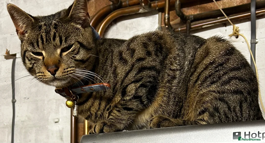 British Shorthair cats for sale: Male tabby FREE OF CHARGE  in Skelmersdale - Advert 2