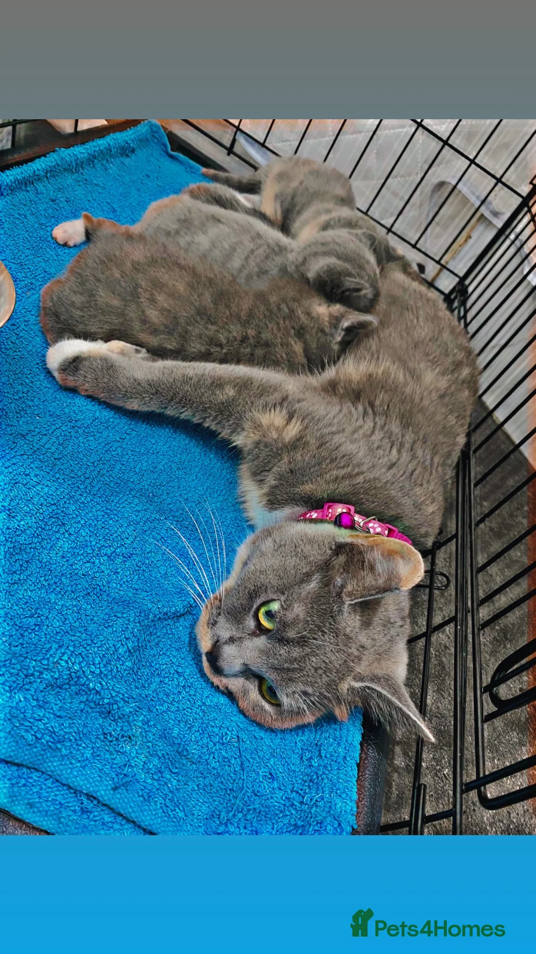 Mixed Breed cats for sale: FOR SALE  in Bradford - Advert 2