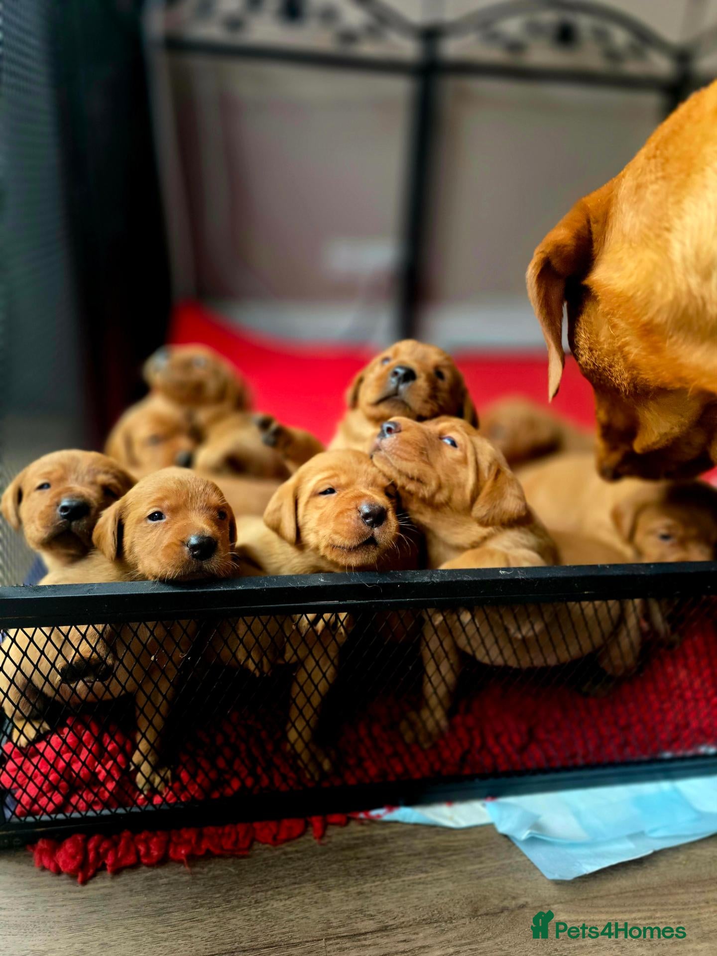 Labrador Retriever dogs Stunning litter of Fox Red Labrador Retrievers  - Advert 1