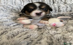 Welsh Corgi Cardigan dogs for sale: WELSH CARDIGAN CORGI BABIES FROM 5 ⭐ LICENSED HOME - Image 27
