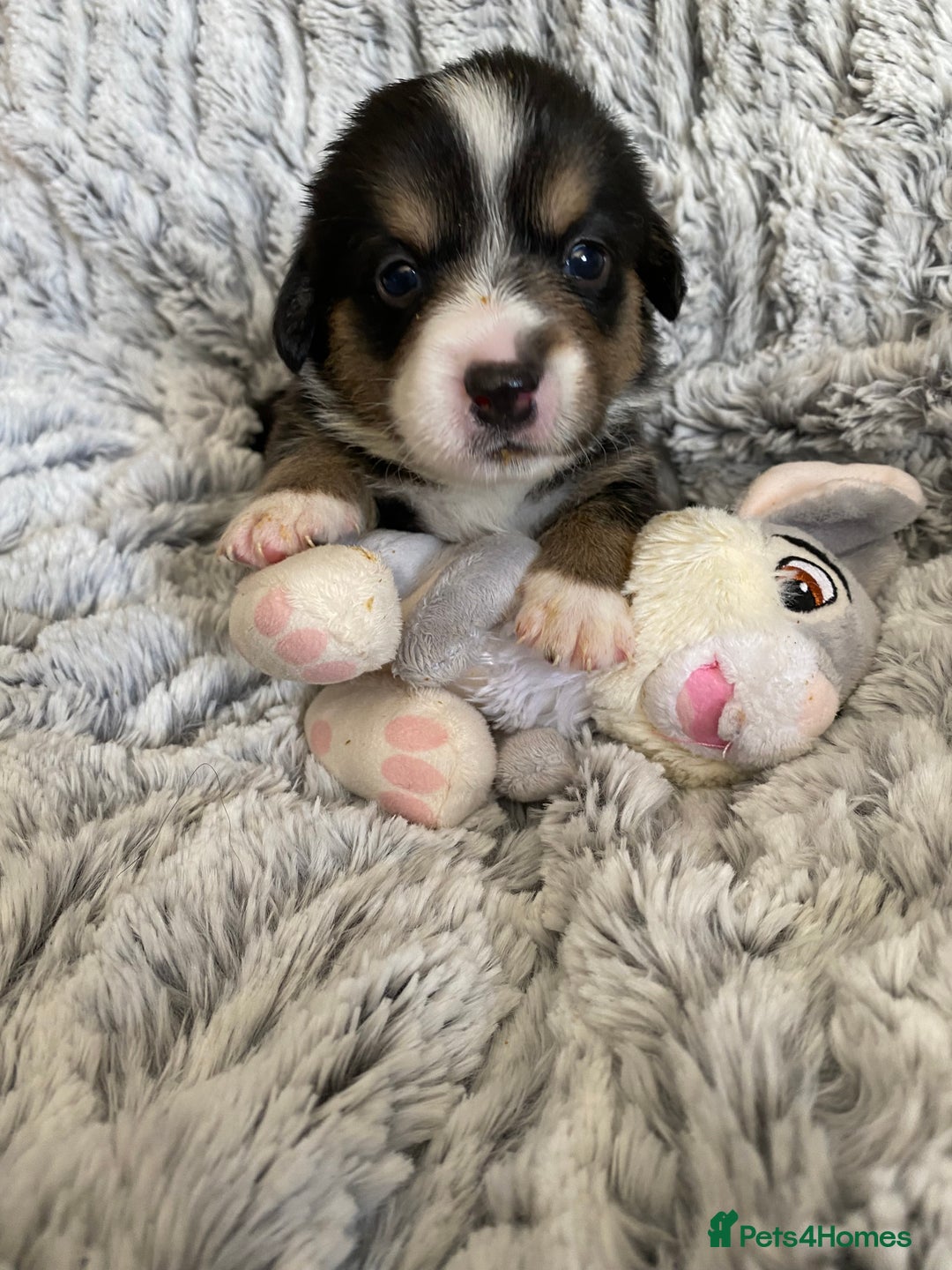 Welsh Corgi Cardigan dogs for sale: WELSH CARDIGAN CORGI BABIES FROM 5 ⭐ LICENSED HOME - Image 27