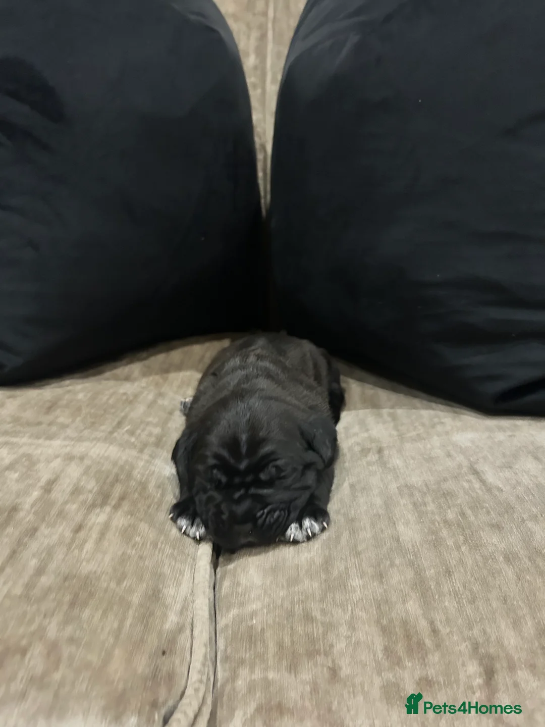 Cane Corso dogs for sale: Cane Corso Puppies – Lion Crown Kennel in Croydon - Advert 2