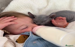 Sphynx cats for sale: Sphynx Elf & Sphynx Peterbald - Image 4