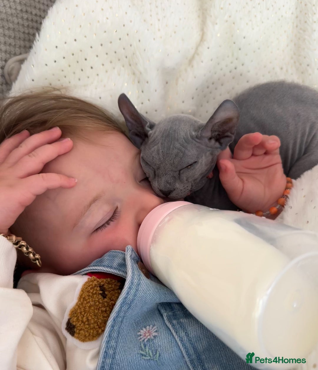 Sphynx cats for sale: Sphynx Elf & Sphynx Peterbald - Image 4