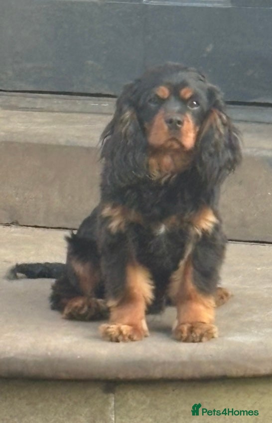 Cavalier King Charles Spaniel dogs Male KC Health Tested Cavalier for sale  - Advert 1