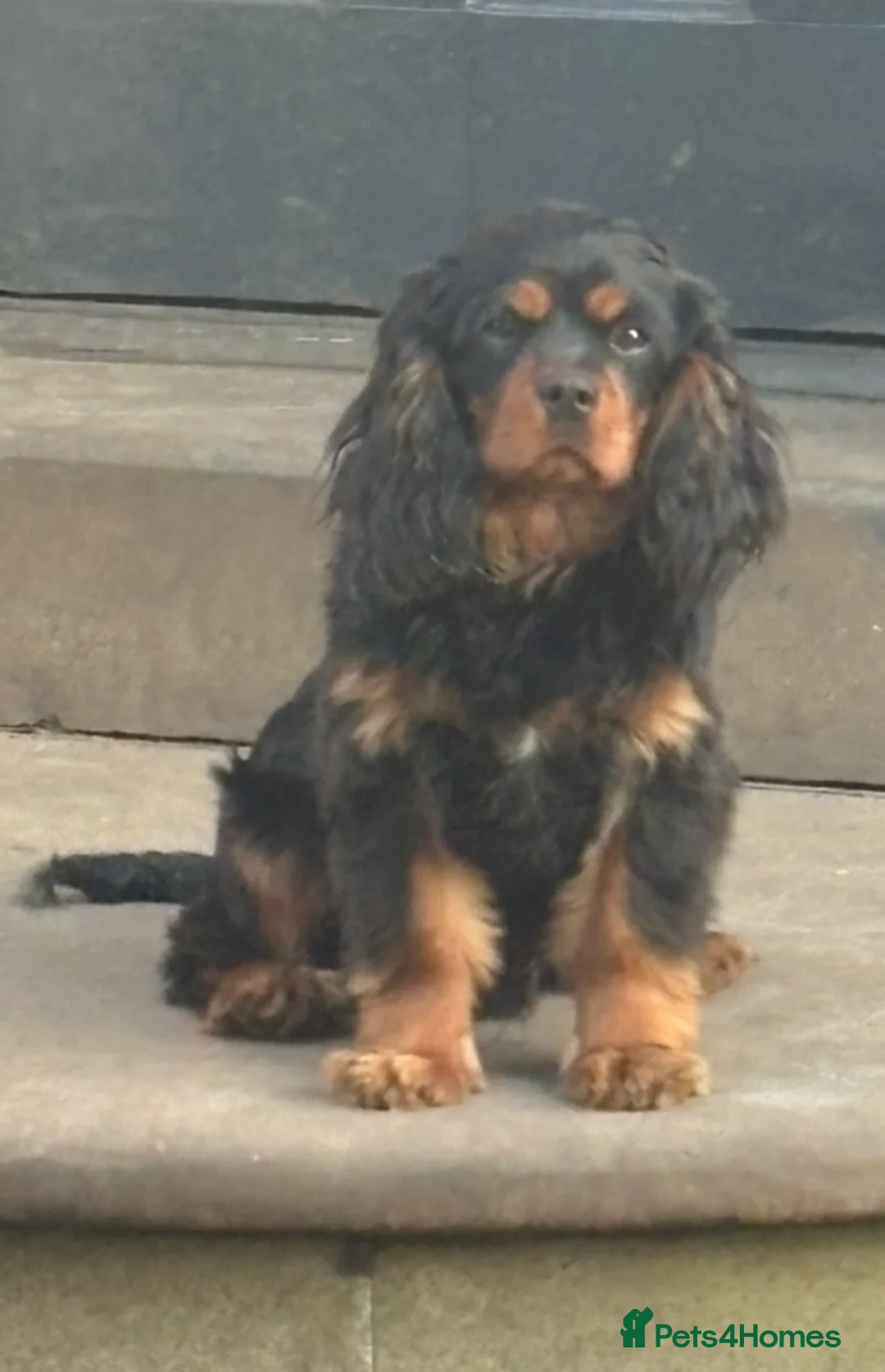 Cavalier King Charles Spaniel dogs for sale: Male KC Health Tested Cavalier for sale  - Advert 1
