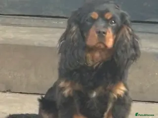 Cavalier King Charles Spaniel dogs Male KC Health Tested Cavalier for sale - Advert 14