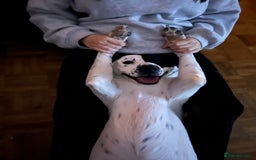 Mixed Breed dogs for sale: Energetic collie cross GSD needs a loving home - Advert 6