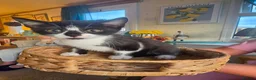Mixed Breed cats for sale: 9 kittens for sale family pets very friendly  - Advert 3