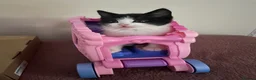 Domestic Shorthair cats for sale: Beautiful fluffy male kittens ready to be rehomed  in Southampton - Advert 2