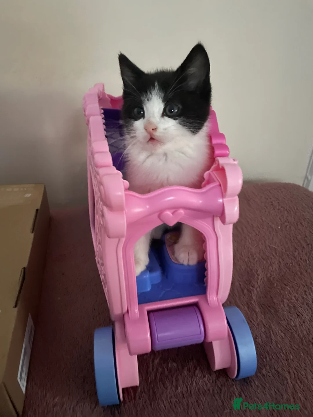 Domestic Shorthair cats for sale: Beautiful fluffy male kittens ready to be rehomed  in Southampton - Advert 2