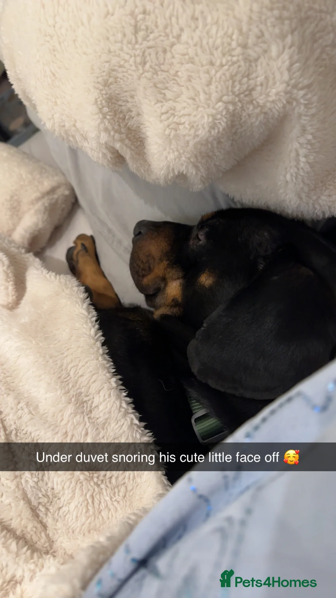 Mixed Breed dogs for sale: Kooper in Congleton - Advert 10