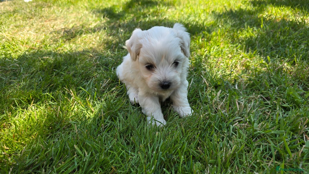 Maltese dogs for sale: 💙 Adorable Maltese Puppies for Sale - Image 5