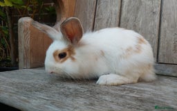 Mixed Breed rabbits for sale: Very pretty soft fluffy bunnies - Image 24