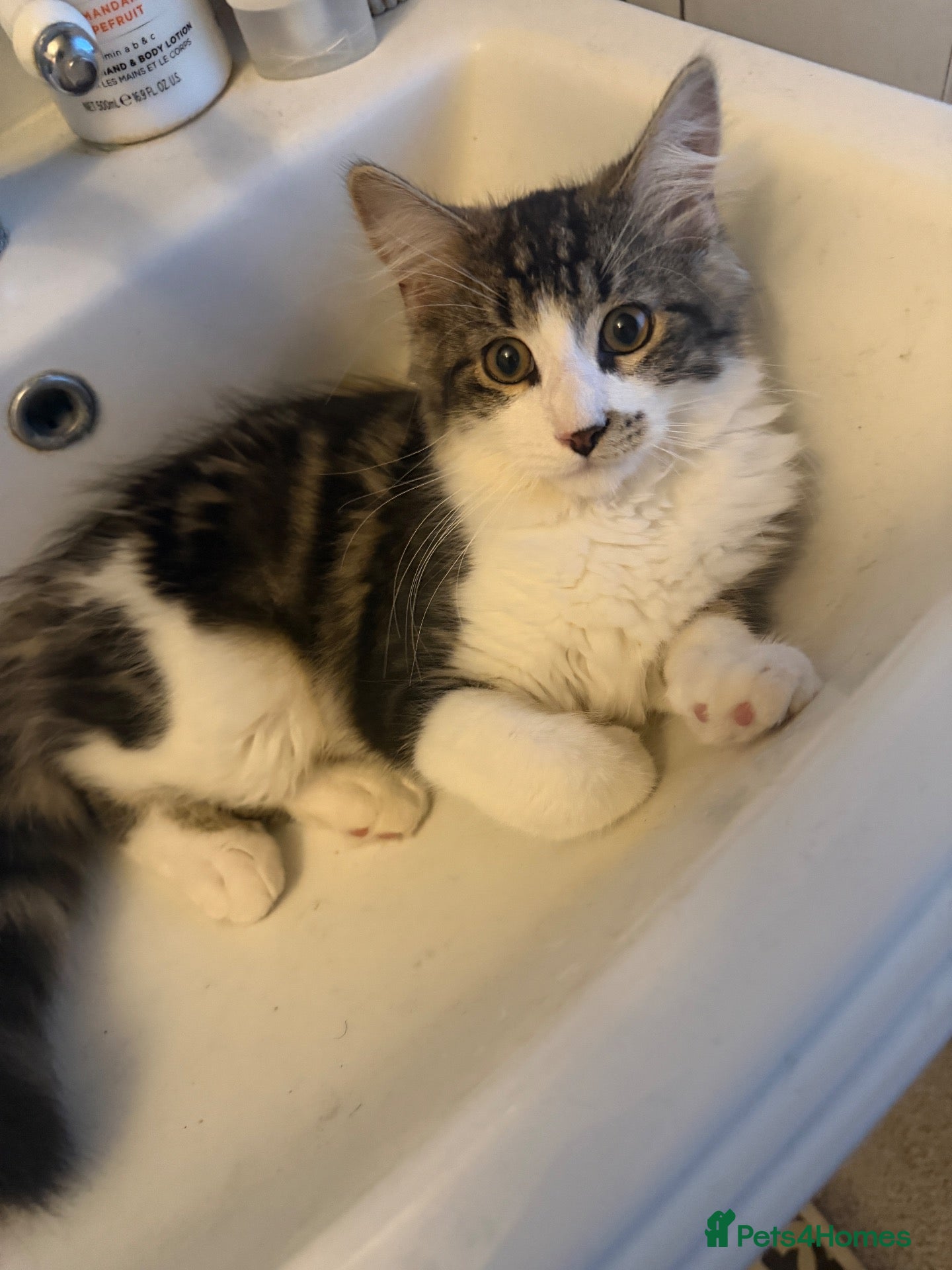 Mixed Breed cats Gorgeous 6 month old kitten looking for a new home - Advert 17