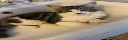 Mixed Breed cats for sale: Gorgeous 6 month old kitten looking for a new home in London - Advert 1