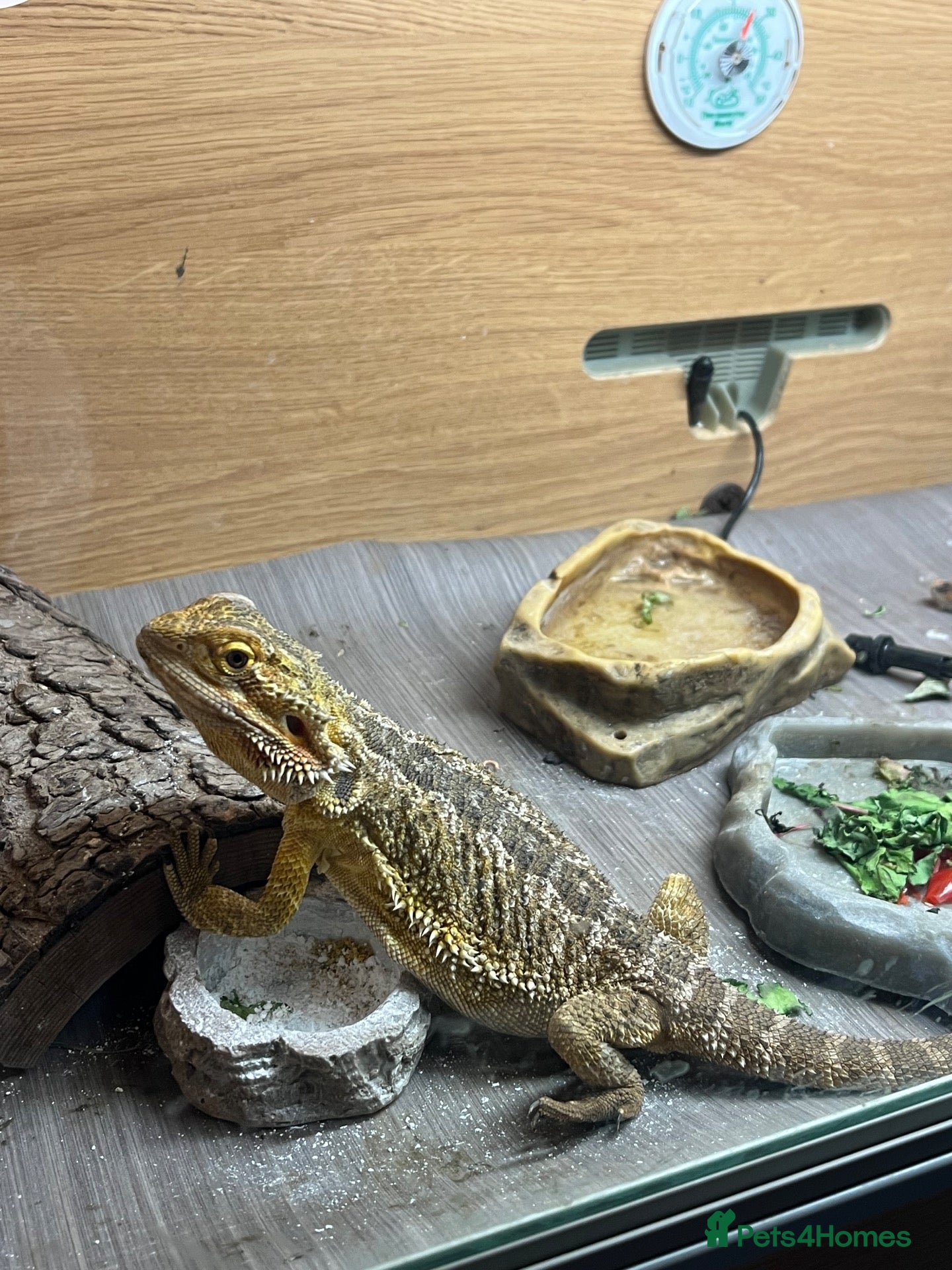 Bearded Dragon reptiles Bearded dragon male - Advert 11