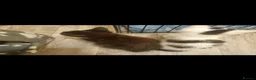 Mixed Breed cats for sale: Mix breed kittens in Boston - Advert 7