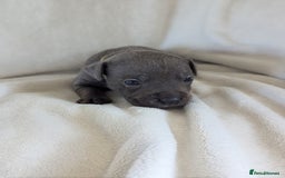 Staffordshire Bull Terrier dogs for sale: 7 Blue Staffordshire bull terrier puppies - Image 6