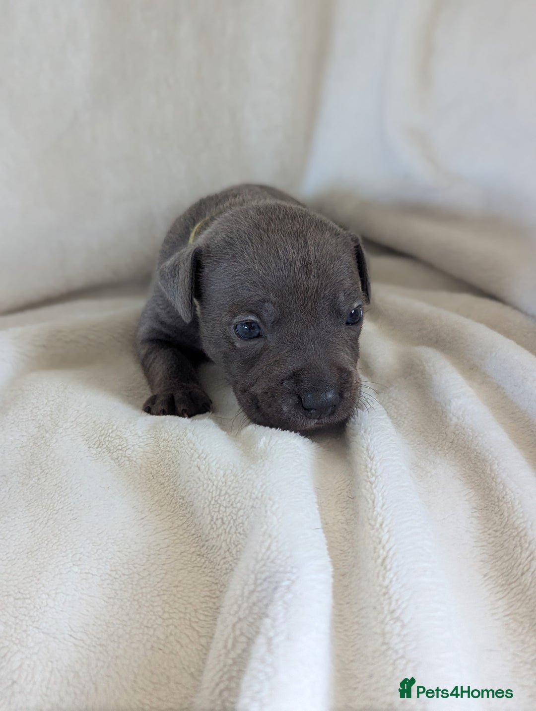 Staffordshire Bull Terrier dogs for sale: 7 Blue Staffordshire bull terrier puppies - Image 6