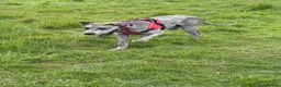 Great Dane dogs for sale: Merlin 8 month old Great Dane puppy - male  - Advert 3