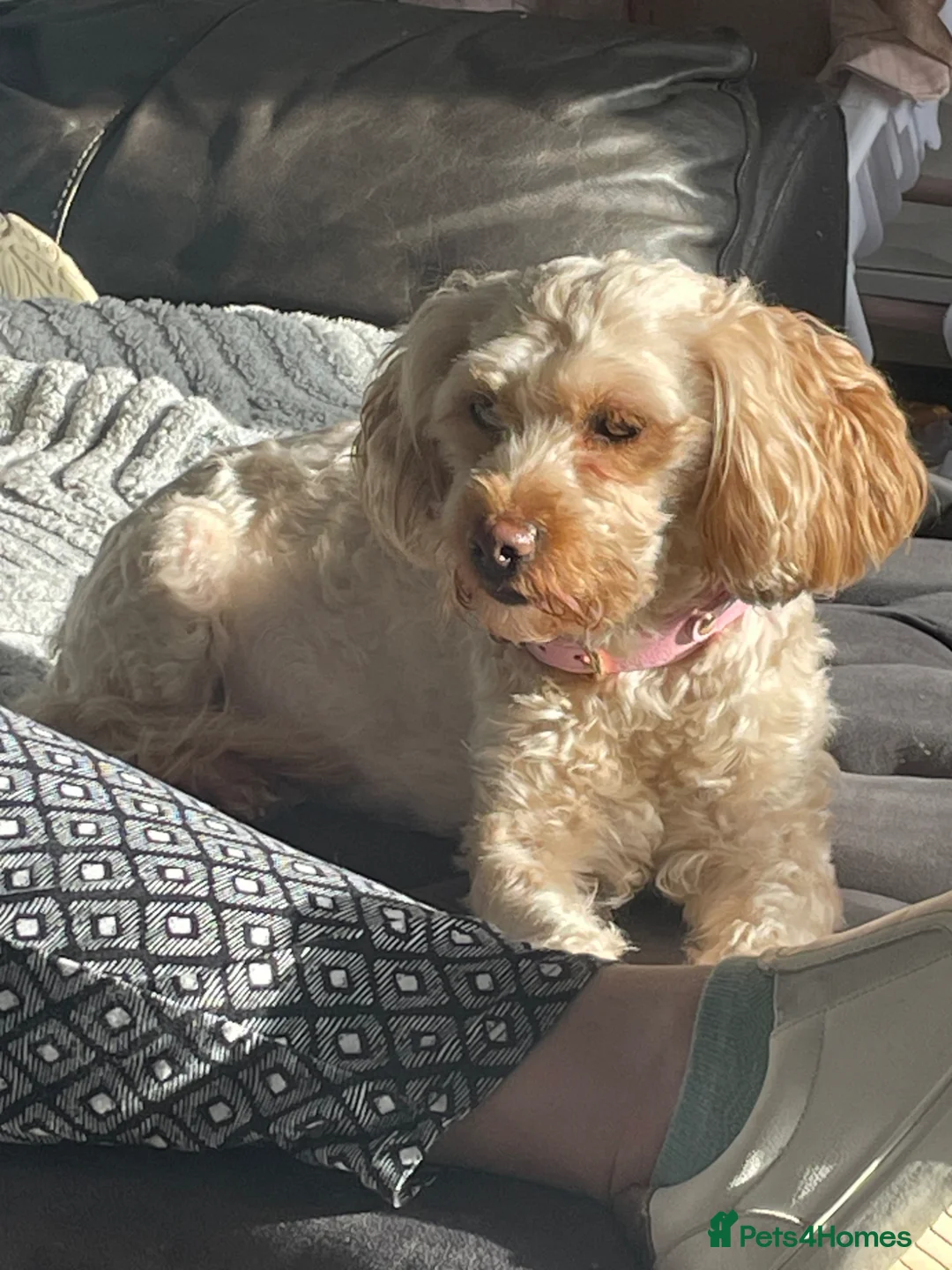 Mixed Breed dogs for sale: Shihzu x poodle x bichon   in Sutton-in-Ashfield - Advert 1