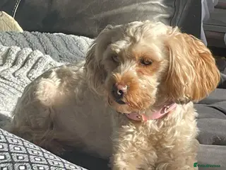 Mixed Breed dogs Shihzu x poodle x bichon - Advert 3