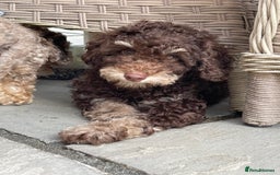 Cockapoo dogs for sale: Unique & stunning full DNA tested Cockapoo puppies - Image 1