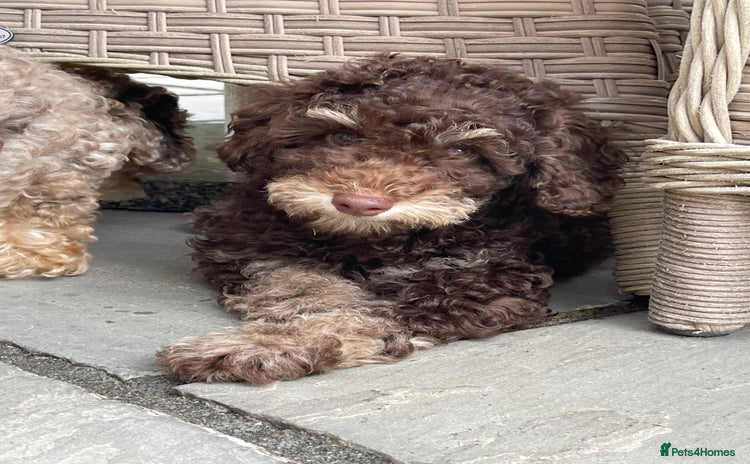 Cockapoo dogs - Advert 11