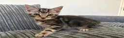 Mixed Breed cats for sale: Mixed Maine Coon - Advert 7