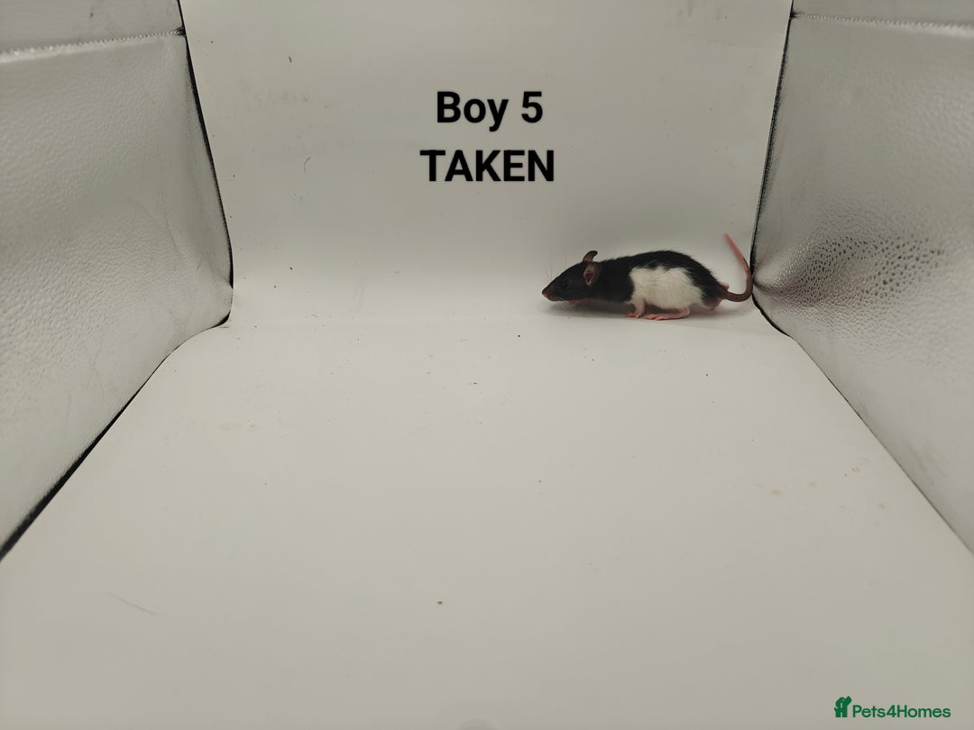 Rat rodents for sale: DEC: 24 Rats (5 Rats: 3 Boys & 2 Girls Left) - Advert 5