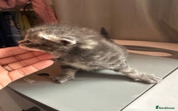 Mixed Breed cats for sale: 3 beautiful greys and a stunning cream kitten - Image 15