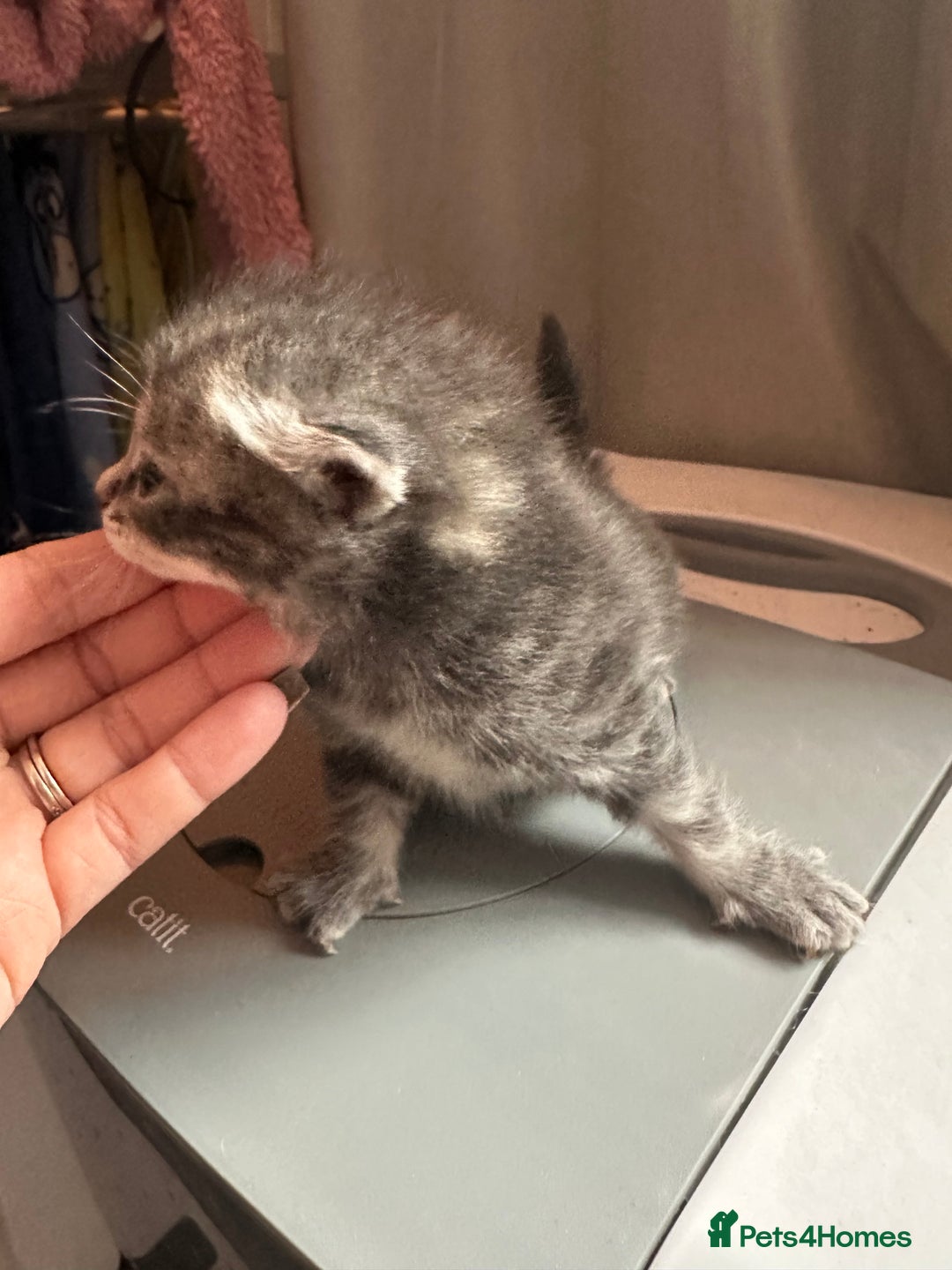 Mixed Breed cats for sale: 3 beautiful greys and a stunning cream kitten - Image 15