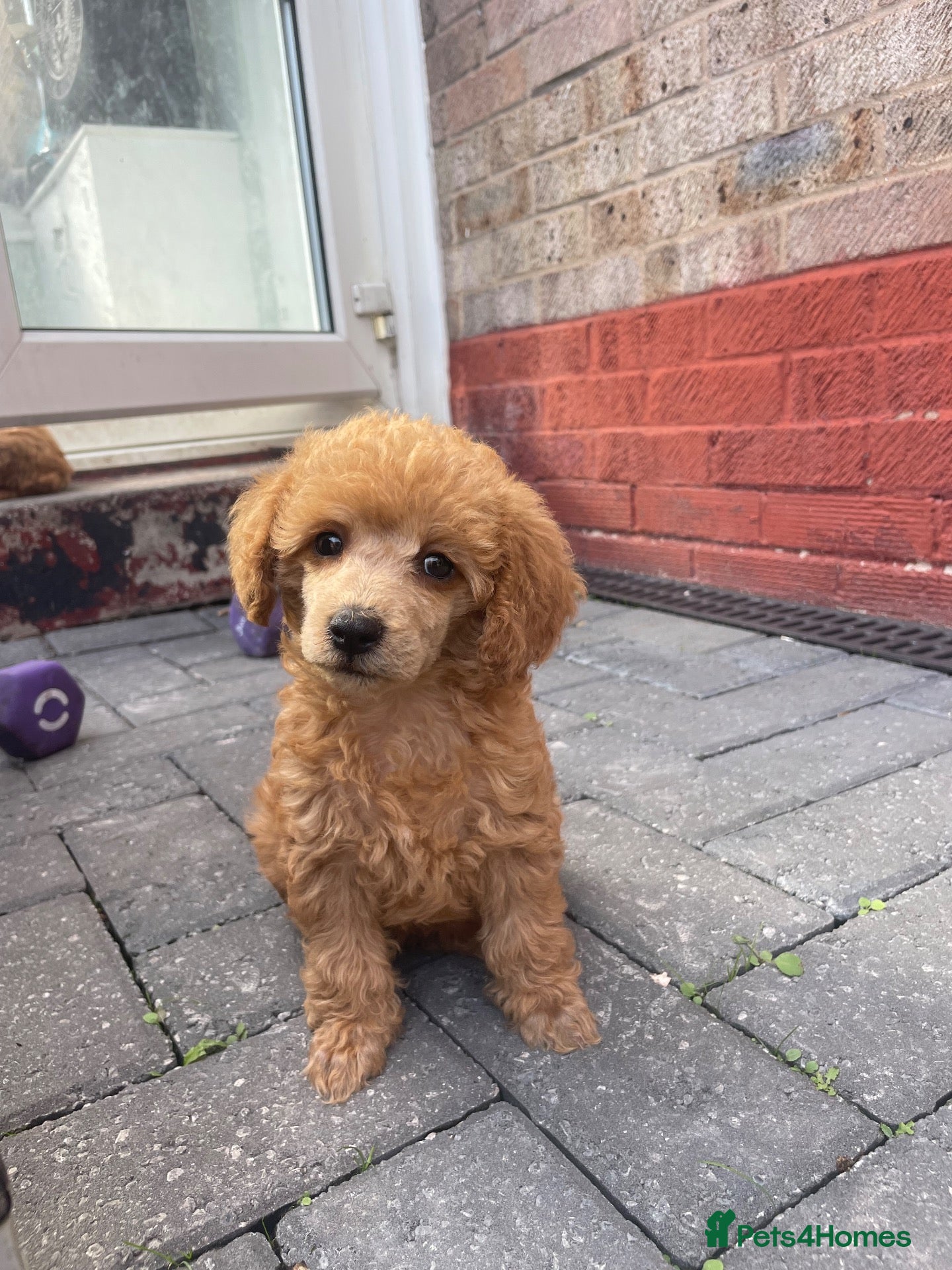 Toy Poodle dogs Red toy poodles  - Advert 1