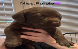 Labrador Retriever dogs for sale: Outstanding Quality Chocolate Labrador Puppies - Image 1