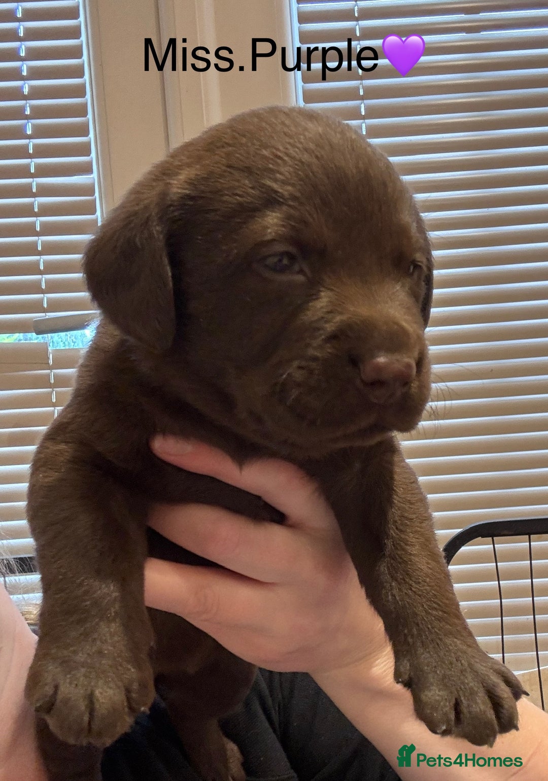 Labrador Retriever dogs for sale: Outstanding Quality Chocolate Labrador Puppies - Image 1