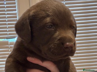 Labrador Retriever dogs - Advert 23