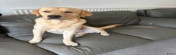 Goldador dogs for sale: Golden retriever (Labrador retriever) - Advert 1