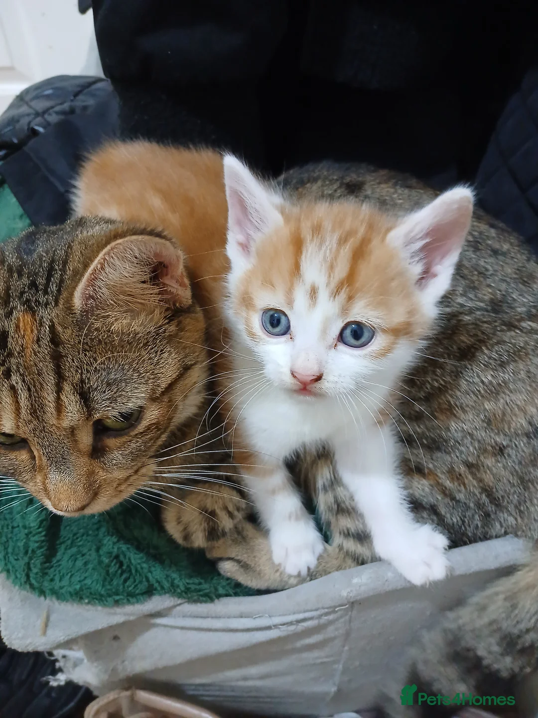 Mixed Breed cats for sale: Beautiful kittens - Advert 8