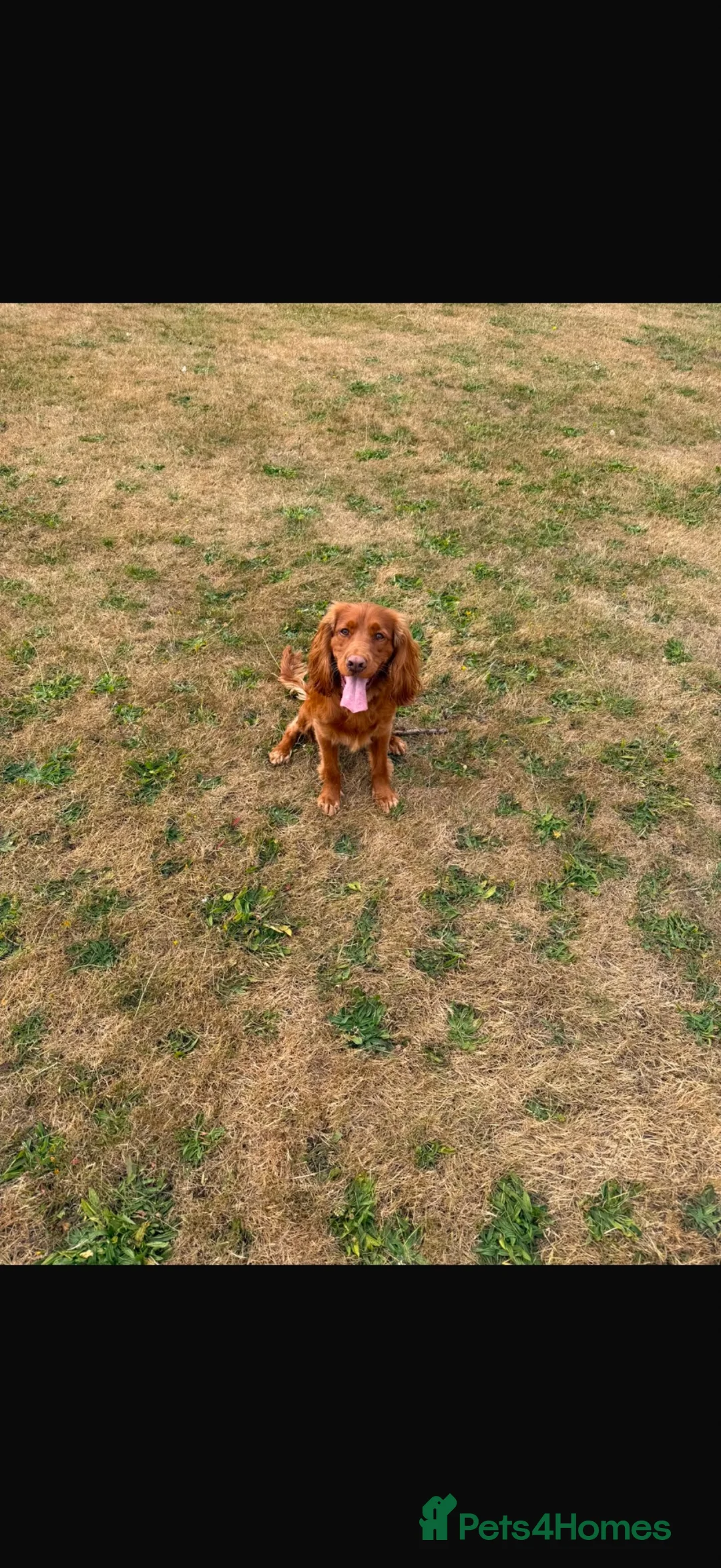 Cocker Spaniel dogs for sale: Cocker spaniel  in Leeds - Advert 2